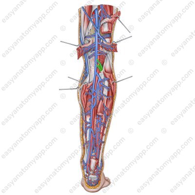 Anterior tibial veins (vv. tibiales anteriores)